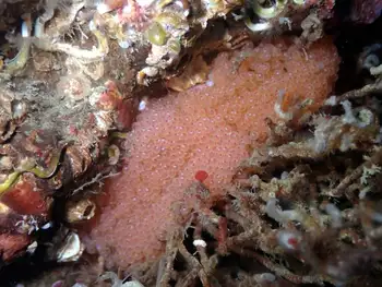 Eggs Fish
