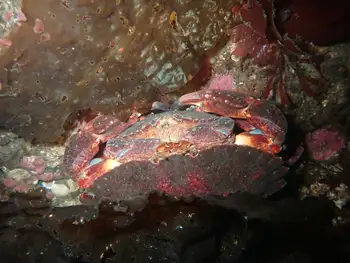 Red Rock Crabs