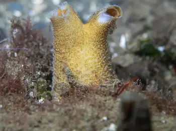 Rough Piddock Clam