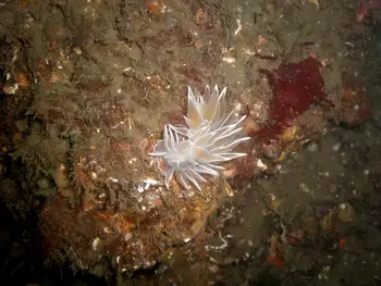 Alabaster Nudibranch