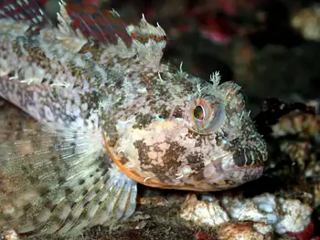 Scalyhead Sculpin