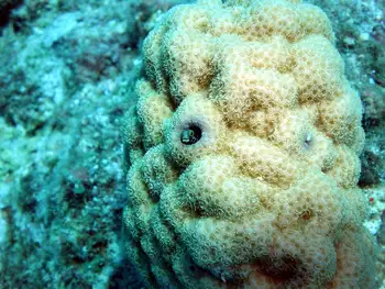 Garden Eel