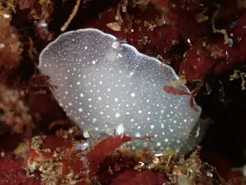 California Berthella