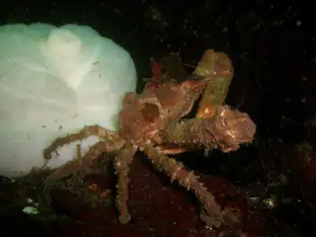 Sharp Nosed Crab