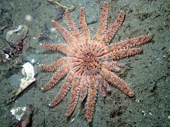 Sunflower Star