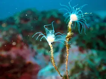 Ectopleura integra Hydroid
