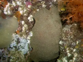 Gumboot Chiton