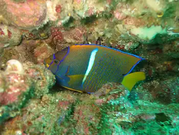 king angel fish