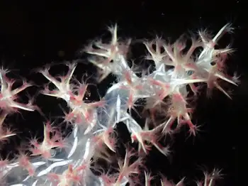 mauve spiky soft coral