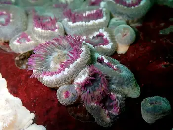 Anemones