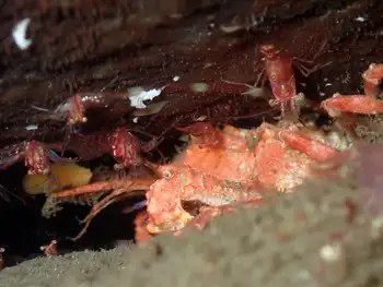 Shrimp