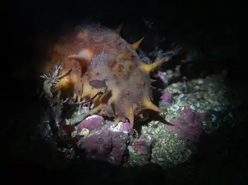 california sea cucumber