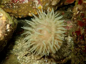 Swimming Anemone