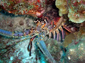 Caribbean Spiny Lobster