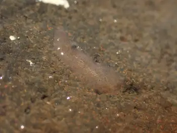 Red Banded Commensal Scale Worm