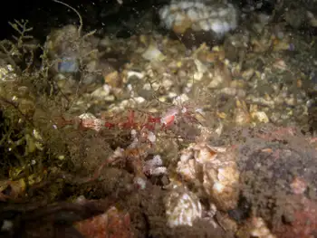 Kincaid Shrimp