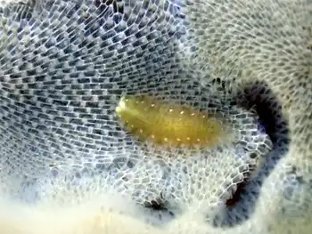 Isopod