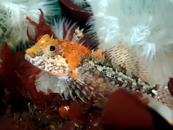 Sculpin
