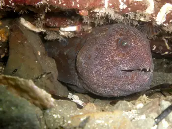 Juvenile Wolf Eel