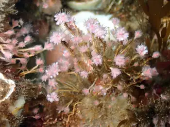 Bushy Pink Mouth Hydroids