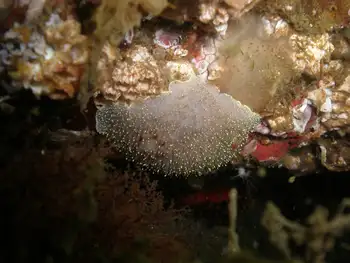 Nanaimo Nudibranch