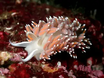 Red Gilled Nudibranch