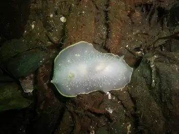 Yellow Rimmed Nudibranch