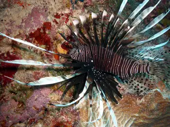 Lionfish