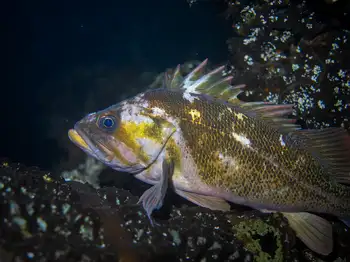 Copper Rockfish