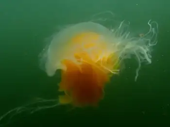 Egg Yolk Jelly