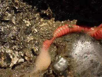 Curlyhead Spaghetti Worm