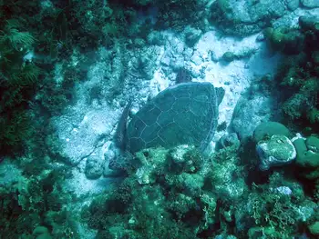 Green Sea Turtle