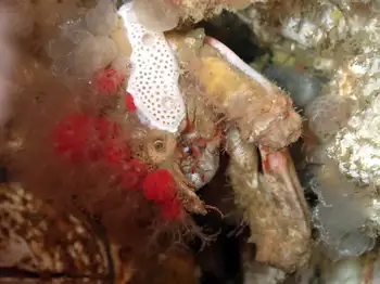 Longhorn Decorator Crab