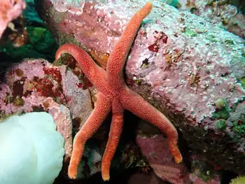 Ridged Blood Star