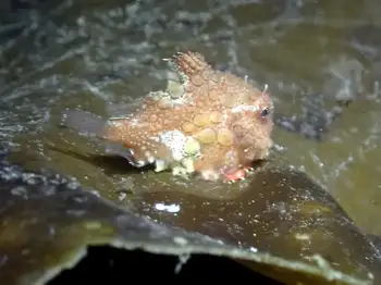 Spiny Lumpsucker