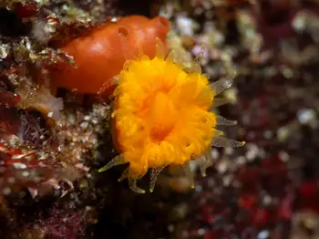 orange cup coral