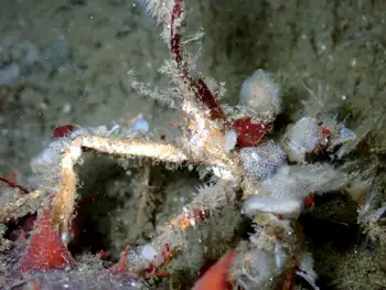 Longhorn Decorator Crab