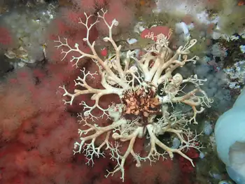 Pacific Basket Star