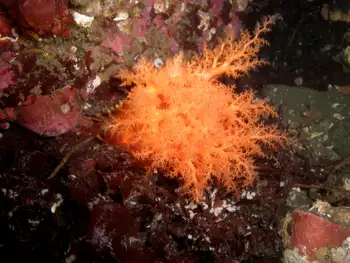 Red Sea Cucumber
