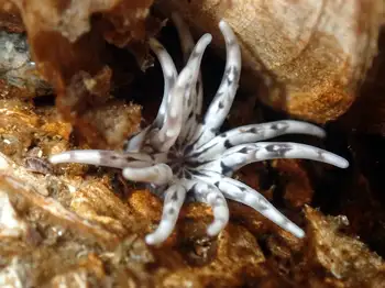 White Crowned Burrowing Anemone