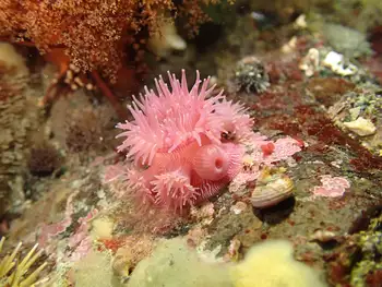 Proliferating Anemone