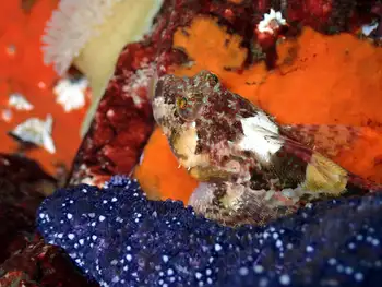 Sculpin