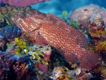 tiger grouper