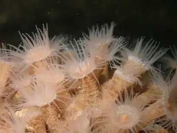 Orange Zoanthids