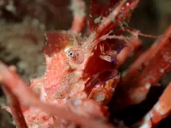 Longhorn Decorator Crab