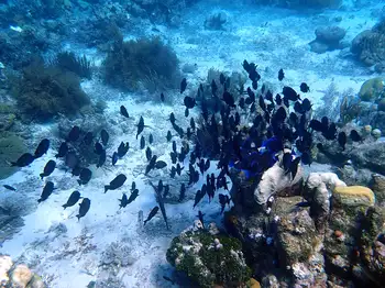 blue tang