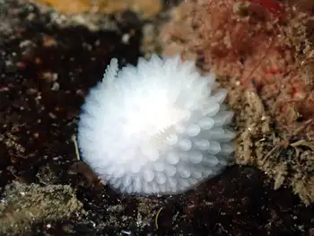 White Adalaria Nudibranch