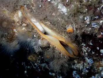 rock scallop