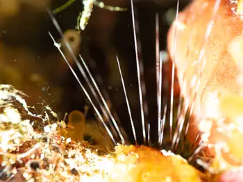 urchin
