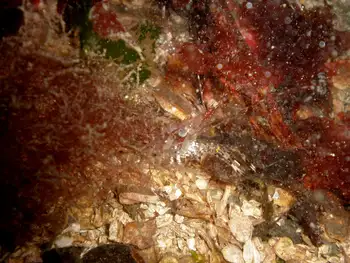 Coonstripe Shrimp